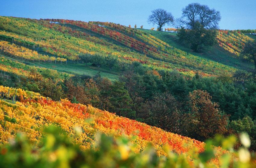 Gasthof Hotel Zum Weinberg Kohfidisch Exteriör bild